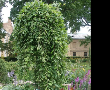 Ива козья Kilmarnock в каталоге СЦ Корекозево