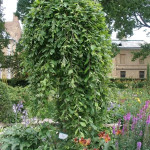 Миниатюра 1. Ива козья 