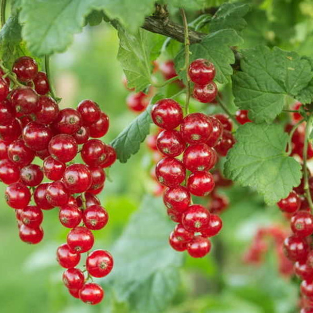 Фото 2. Смородина «Голландская красная» в каталоге СЦ Корекозево