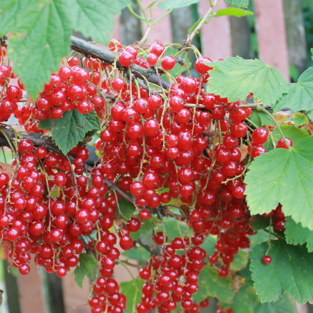 Фото 1. Смородина «Голландская красная» в каталоге СЦ Корекозево