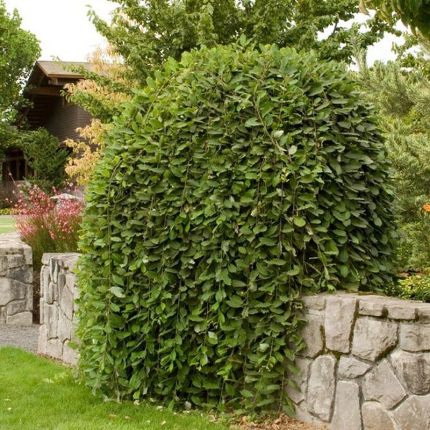 Фото 3. Ива козья 