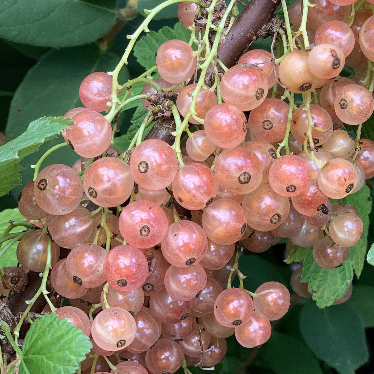 Смородина «Голландская розовая» в каталоге СЦ Корекозево