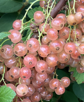 Смородина «Голландская розовая» в каталоге СЦ Корекозево