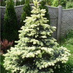 Миниатюра 1. Ель колючая 