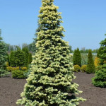 Миниатюра 4. Ель колючая 