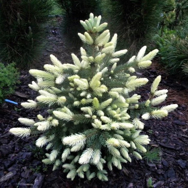 Фото 2. Ель колючая 