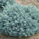 Миниатюра 1. Ель колючая 