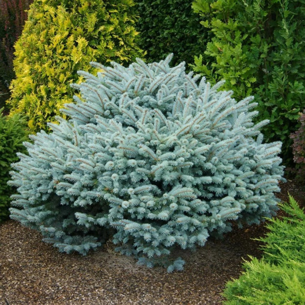 Фото 2. Ель колючая 