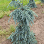 Миниатюра 1. Ель колючая 