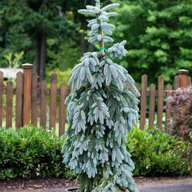 Фото 2. Ель колючая 