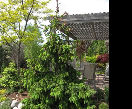 Ель обыкновенная Acrocona в каталоге СЦ Корекозево