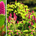 Миниатюра 3. Ель обыкновенная 