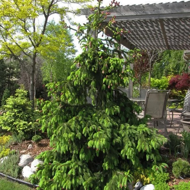 Фото 1. Ель обыкновенная 