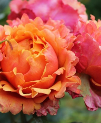 Роза Easy Does It в каталоге СЦ Корекозево