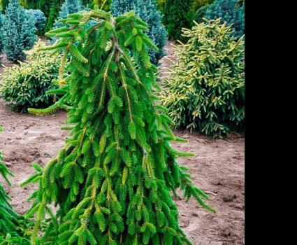 Ель обыкновенная Inversa в каталоге СЦ Корекозево