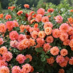 Миниатюра 3. Роза 