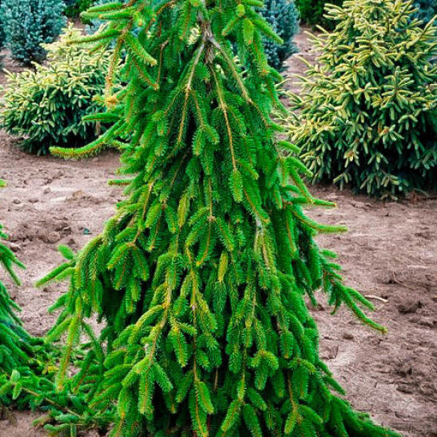 Фото 1. Ель обыкновенная 