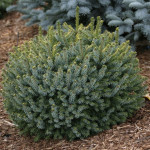 Миниатюра 2. Ель сербская 