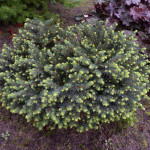 Миниатюра 3. Ель сербская 