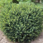 Миниатюра 1. Ель сербская 