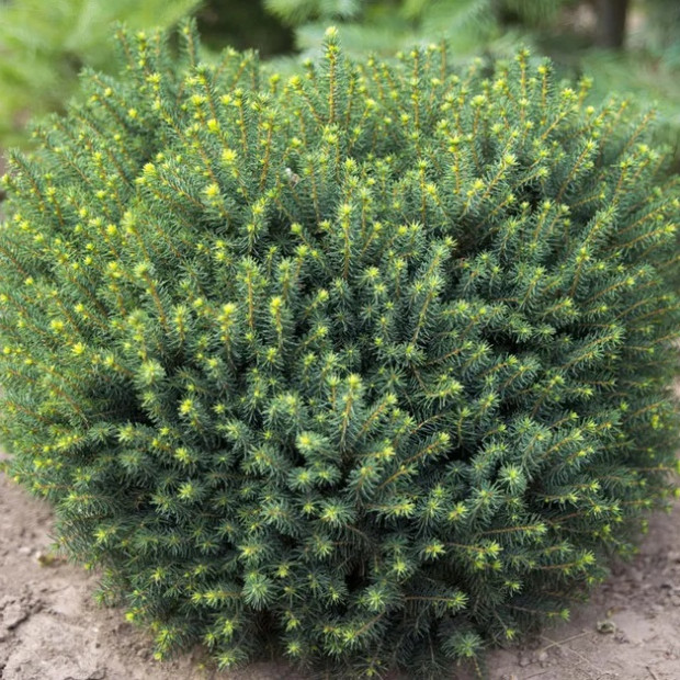 Фото 1. Ель сербская 