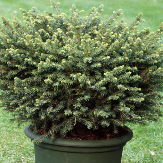 Фото 4. Ель сербская 