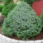 Миниатюра 2. Ель сербская 