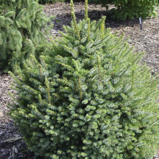 Фото 1. Ель сербская 