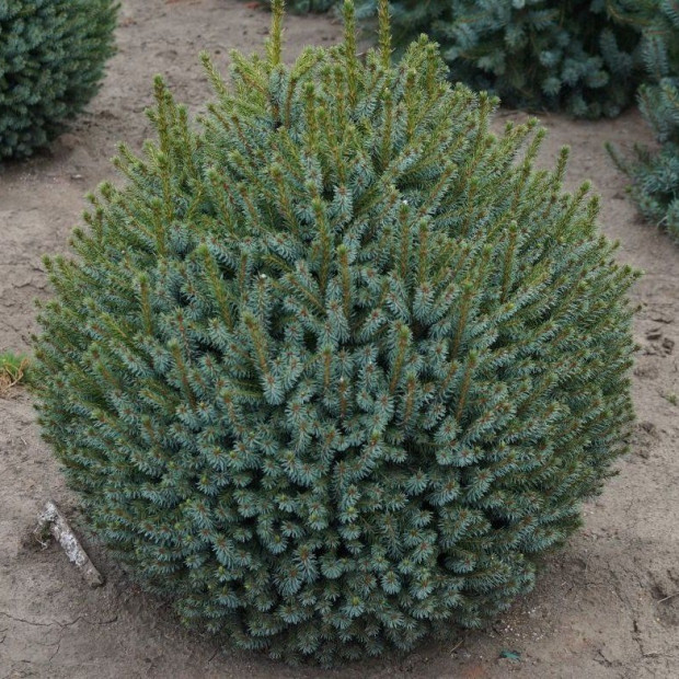 Фото 3. Ель сербская 