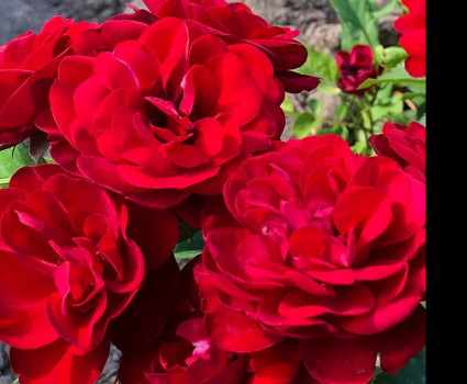 Роза Pandora в каталоге СЦ Корекозево