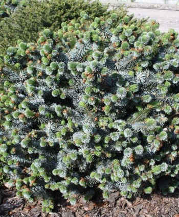 Ель ситхинская Silberzwerg в каталоге СЦ Корекозево