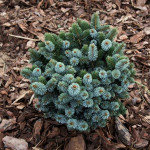 Миниатюра 2. Ель ситхинская 