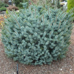 Миниатюра 4. Ель ситхинская 