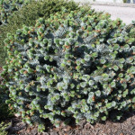 Миниатюра 1. Ель ситхинская 