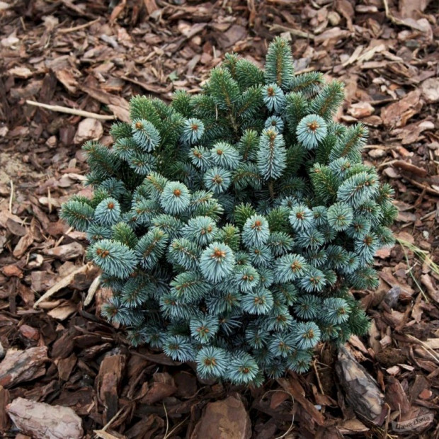 Фото 2. Ель ситхинская 