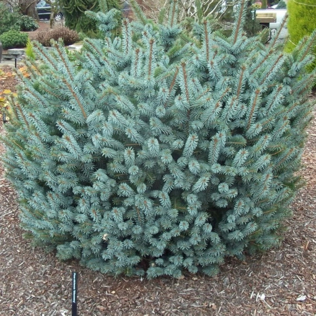 Фото 4. Ель ситхинская 