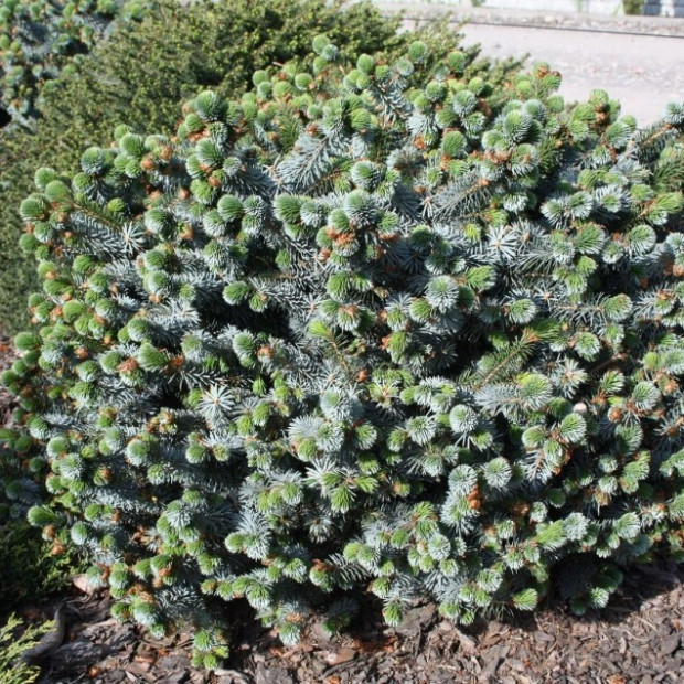 Фото 1. Ель ситхинская 