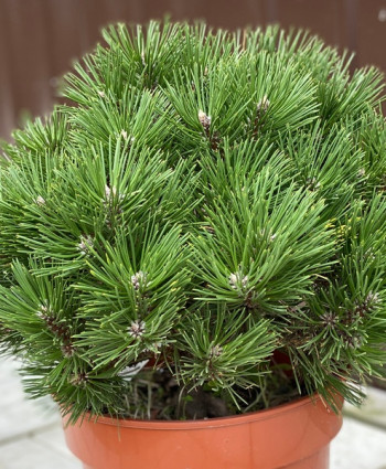 Сосна черная Globosa в каталоге СЦ Корекозево