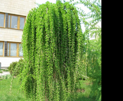 Лиственница европейская Pendula в каталоге СЦ Корекозево