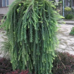 Миниатюра 3. Лиственница европейская 