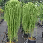 Миниатюра 4. Лиственница европейская 