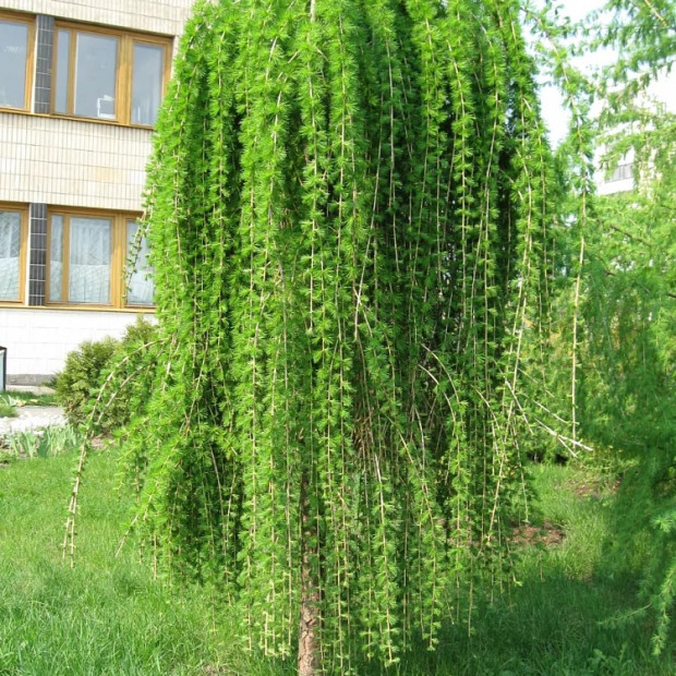 Лиственница европейская Pendula в каталоге СЦ Корекозево