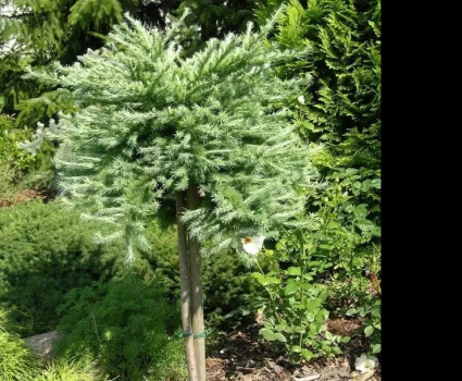 Лиственница кемпфера Blue Dwarf в каталоге СЦ Корекозево