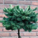 Миниатюра 4. Лиственница кемпфера 