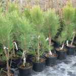 Миниатюра 3. Сосна черная 