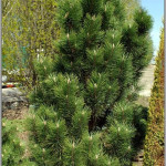 Миниатюра 1. Сосна черная 