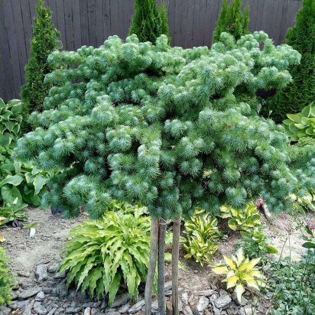 Фото 2. Лиственница кемпфера 