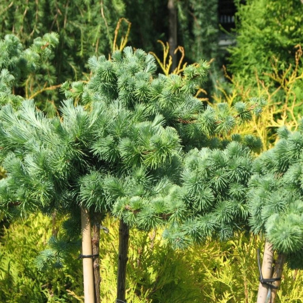 Фото 3. Лиственница кемпфера 