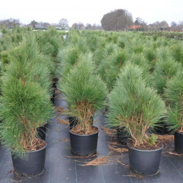 Фото 2. Сосна черная 