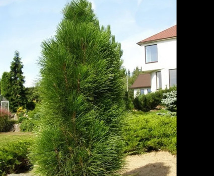 Сосна черная Green Tower в каталоге СЦ Корекозево